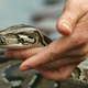 Illustration for article titled Couple Finds a Dying Snake in a Free Curbside Couch Because Of Course